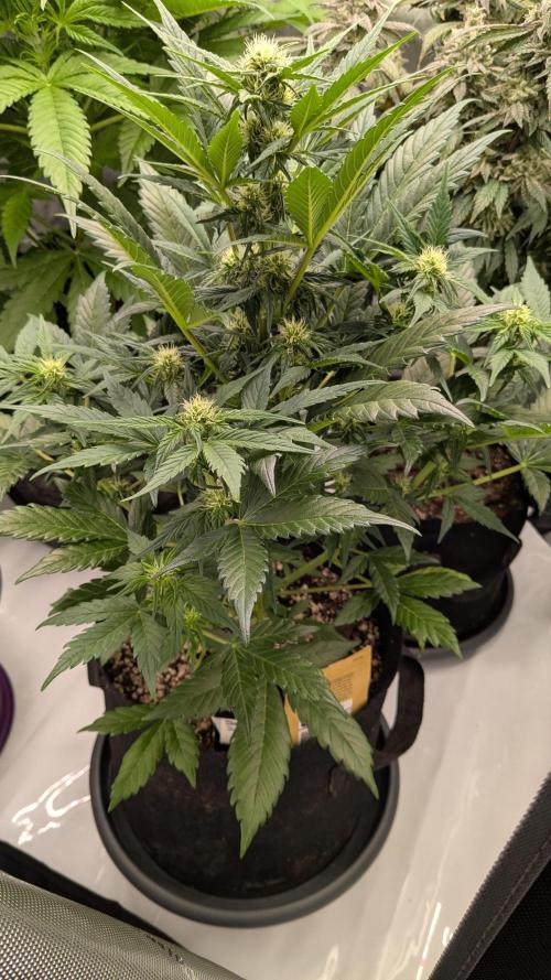 Jack Herer (Auto-Fastbuds). Week 3