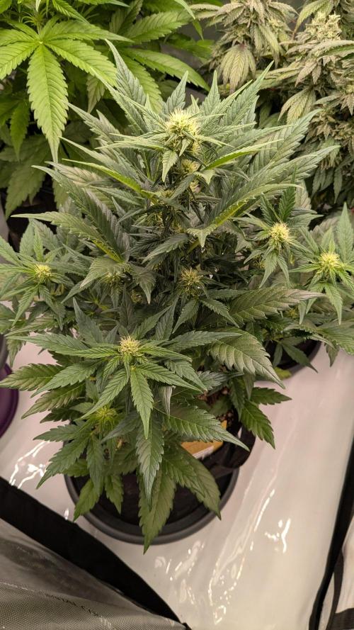 Jack Herer (Auto-Fastbuds). Week 3