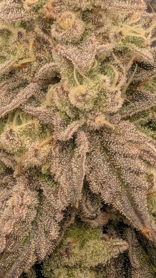 Omg Reeper Seeds. Week 9 - #2