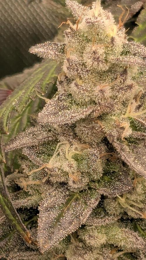 Omg Reeper Seeds. Week 9 - #2