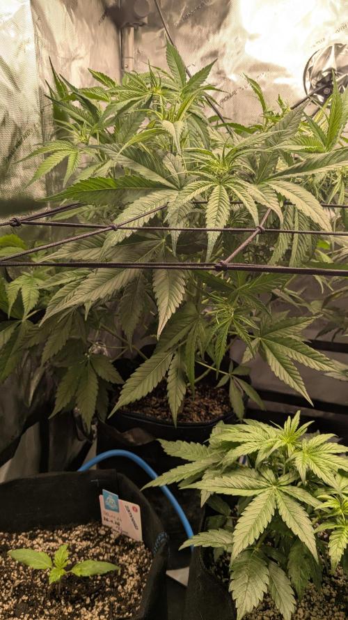 Gorilla Cookies Auto Fastbuds. Week 3