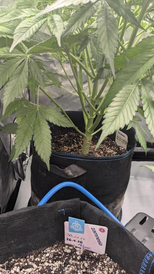 Gorilla Cookies Auto Fastbuds. Week 3