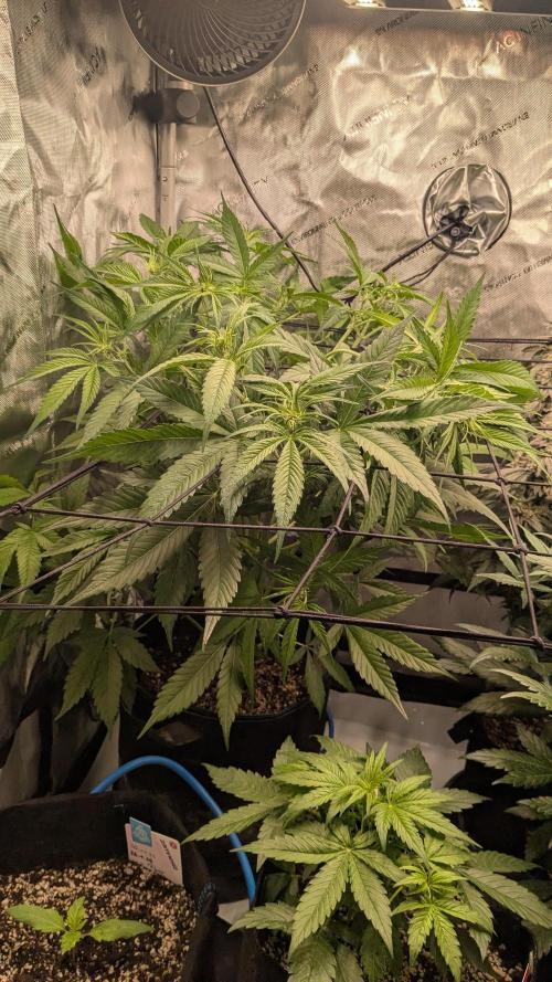 Gorilla Cookies Auto Fastbuds. Week 3
