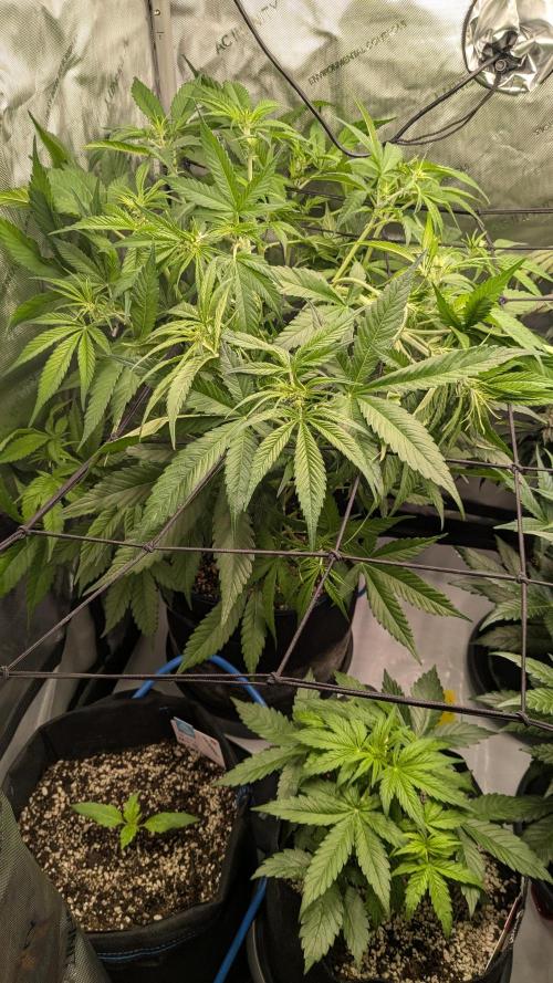 Gorilla Cookies Auto Fastbuds. Week 3