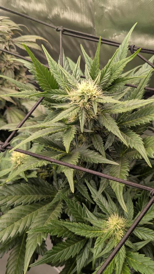 Jack Herer (Auto-Fastbuds). Week 3