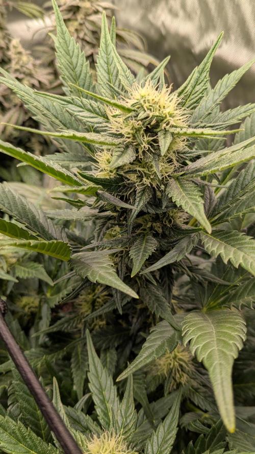 Jack Herer (Auto-Fastbuds). Week 4