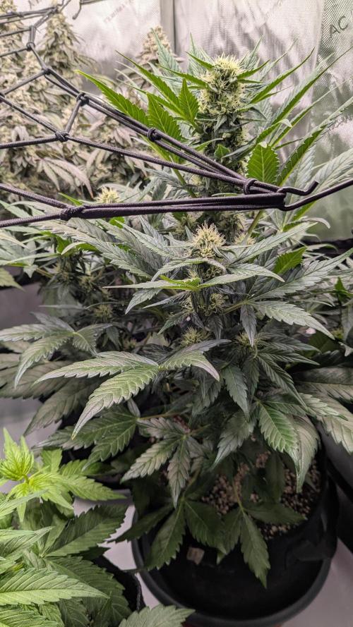 Jack Herer (Auto-Fastbuds). Week 4