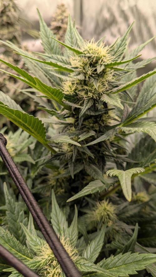 Jack Herer (Auto-Fastbuds). Week 4