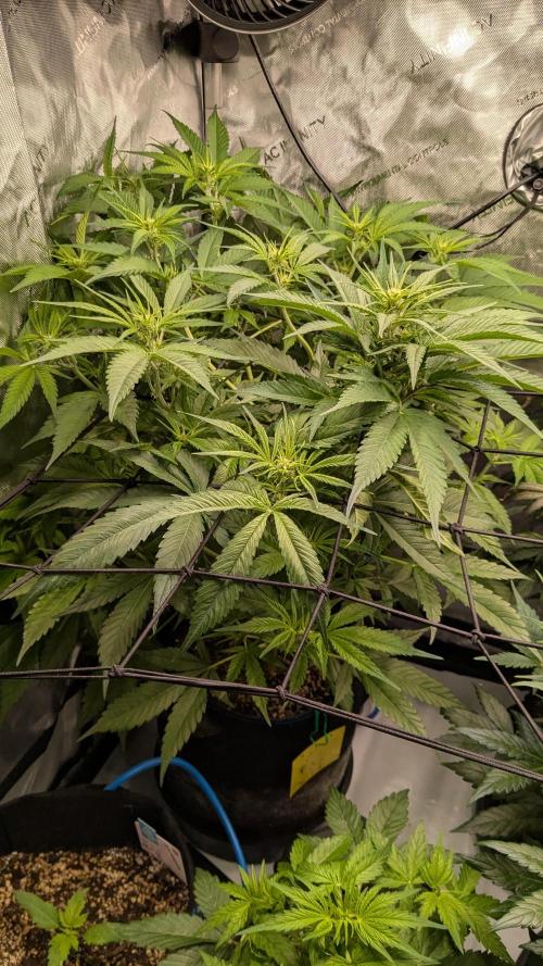 Gorilla Cookies Auto Fastbuds. Week 4