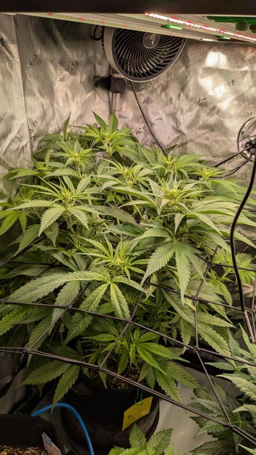 Gorilla Cookies Auto Fastbuds. Week 4