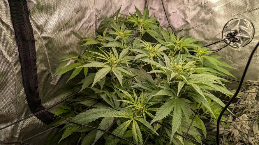 Gorilla Cookies Auto Fastbuds. Week 4