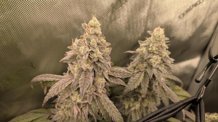 Omg Reeper Seeds. Week 10