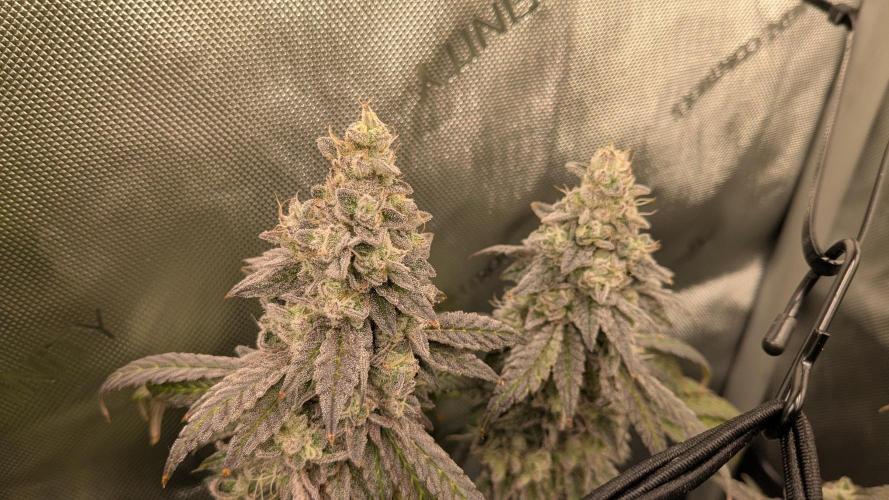 Omg Reeper Seeds. Week 10