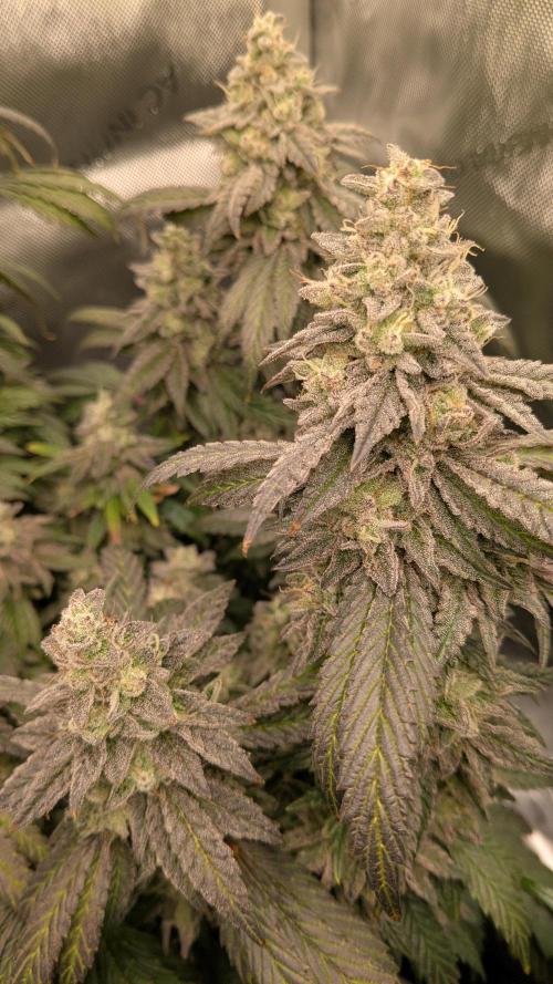 Omg Reeper Seeds. Week 10