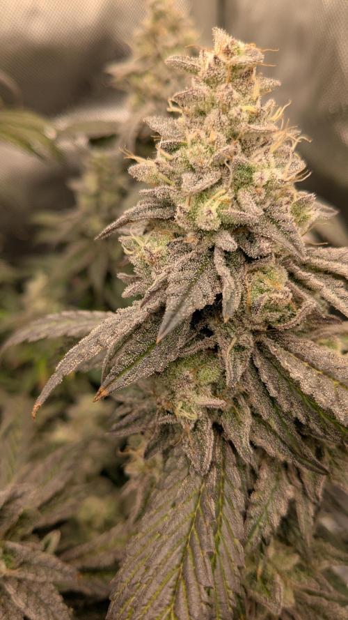 Omg Reeper Seeds. Week 10