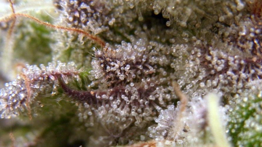 Omg Reeper Seeds. Week 10