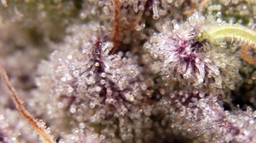 Omg Reeper Seeds. Week 10