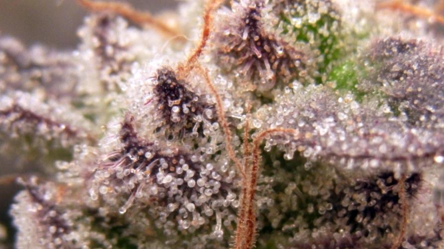 Omg Reeper Seeds. Week 10