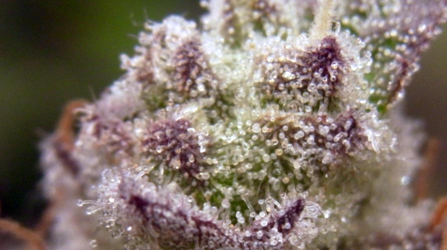 Omg Reeper Seeds. Week 10