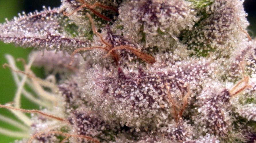 Omg Reeper Seeds. Week 10