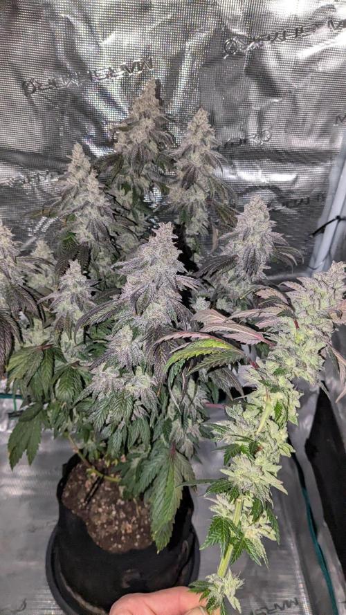Omg Reeper Seeds. Week 11