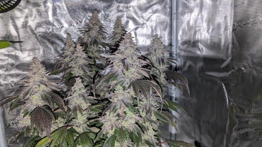 Omg Reeper Seeds. Week 11