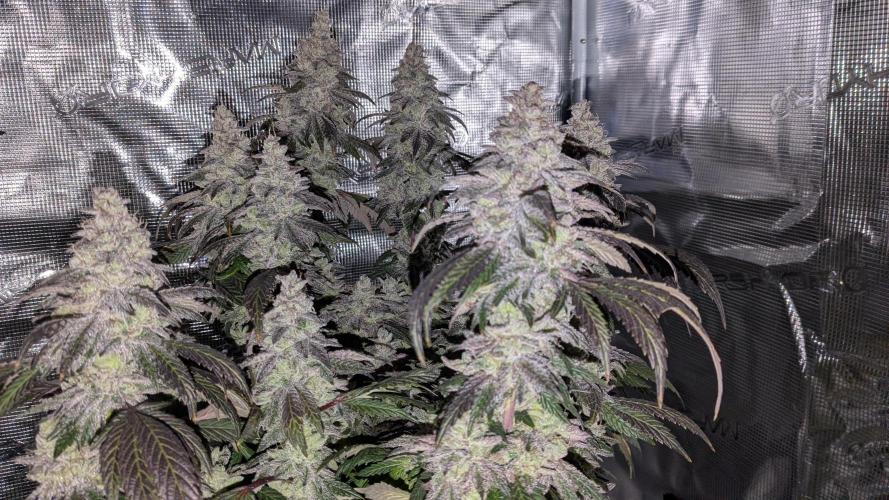 Omg Reeper Seeds. Week 11