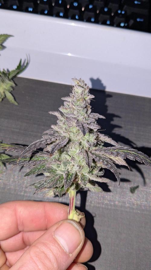 Omg Reeper Seeds. Week 11