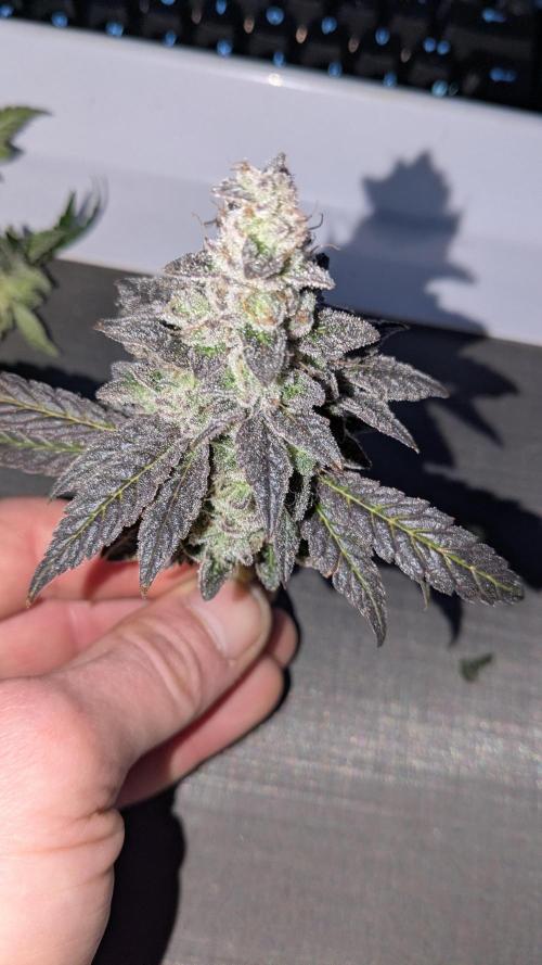 Omg Reeper Seeds. Week 11