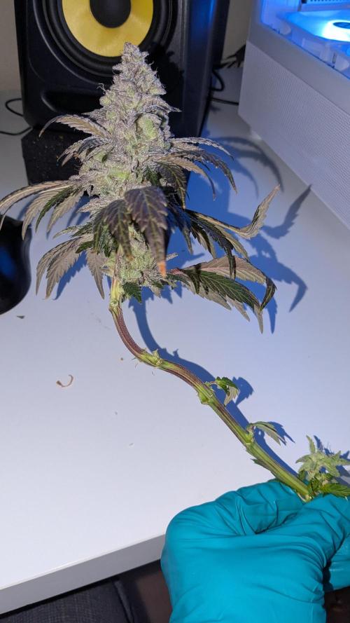Omg Reeper Seeds. Week 11