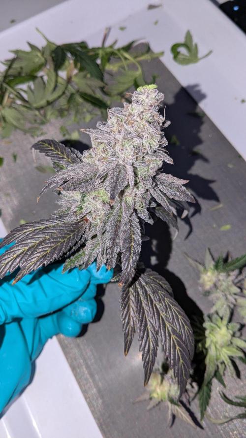 Omg Reeper Seeds. Week 11