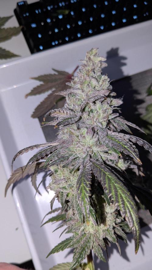 Omg Reeper Seeds. Week 11