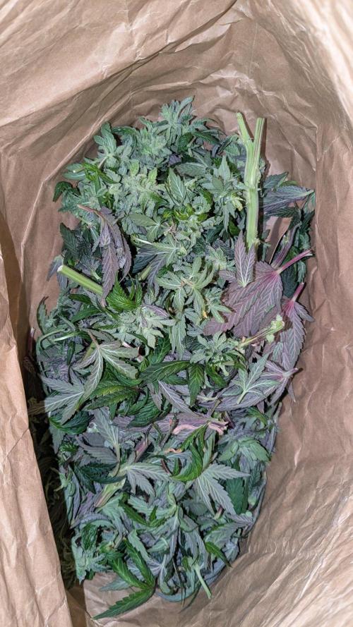 Omg Reeper Seeds. Week 11