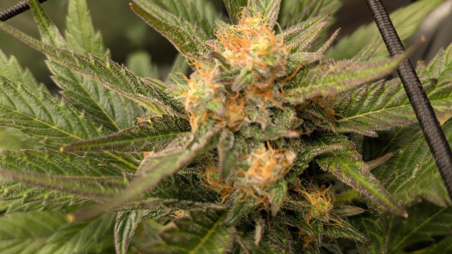 Jack Herer (Auto-Fastbuds). Week 5