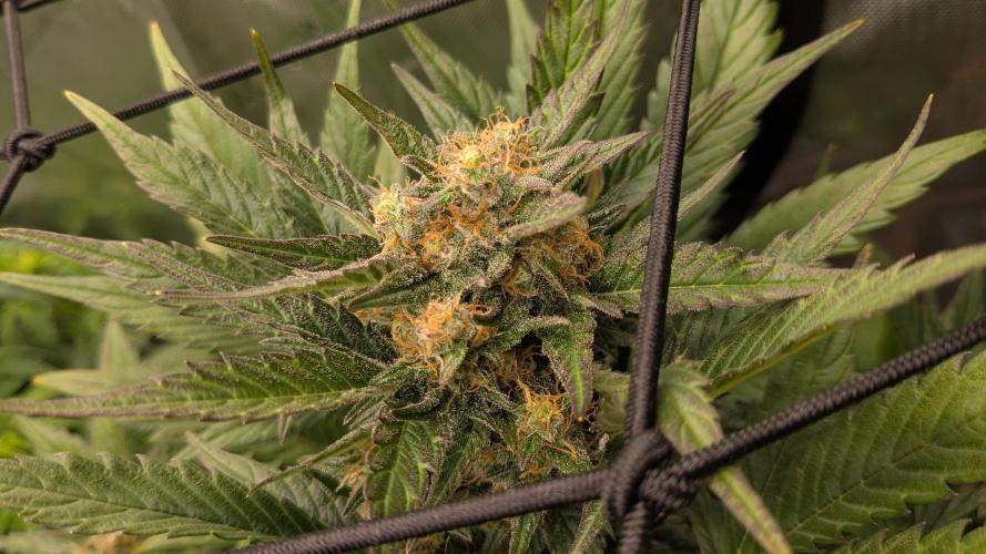 Jack Herer (Auto-Fastbuds). Week 5