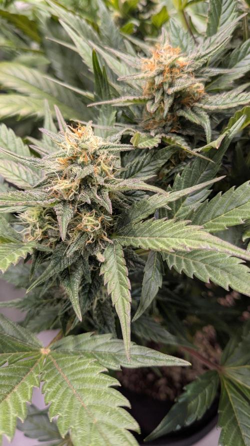 Jack Herer (Auto-Fastbuds). Week 5