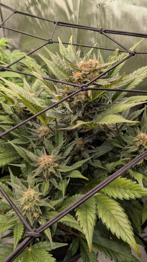 Jack Herer (Auto-Fastbuds). Week 5