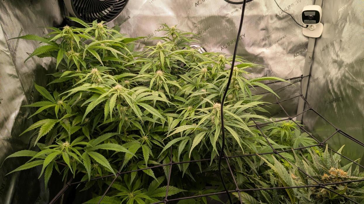 Gorilla Cookies Auto Fastbuds. Week 5 - Bisserl gestresst