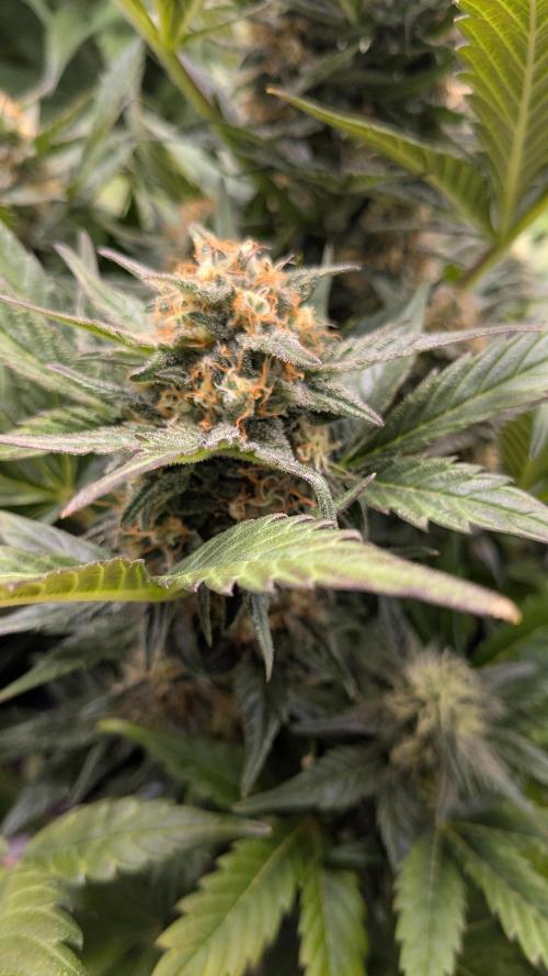 Jack Herer (Auto-Fastbuds). Week 5