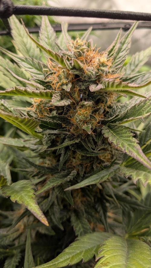 Jack Herer (Auto-Fastbuds). Week 5