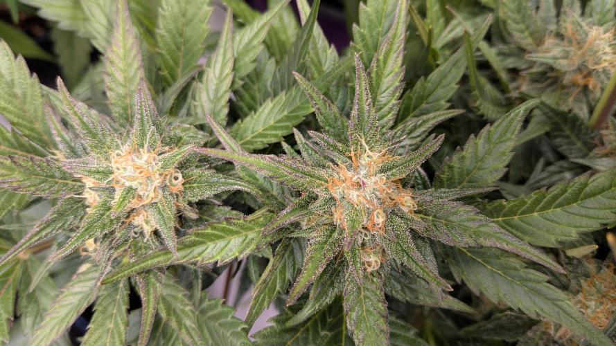 Jack Herer (Auto-Fastbuds). Week 5