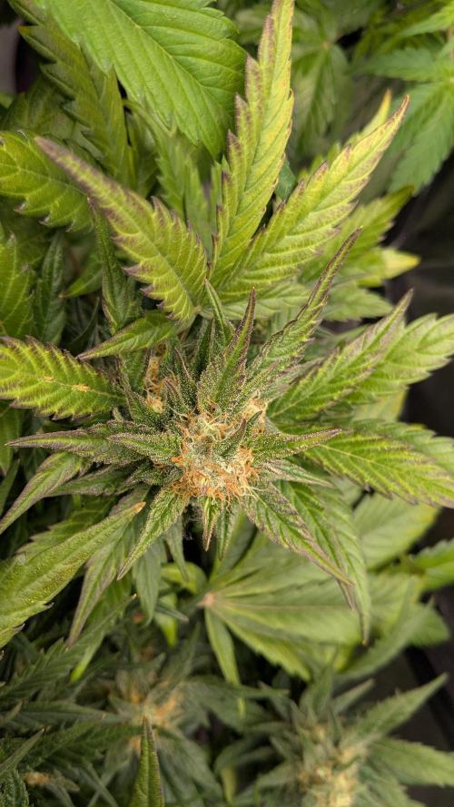 Jack Herer (Auto-Fastbuds). Week 5