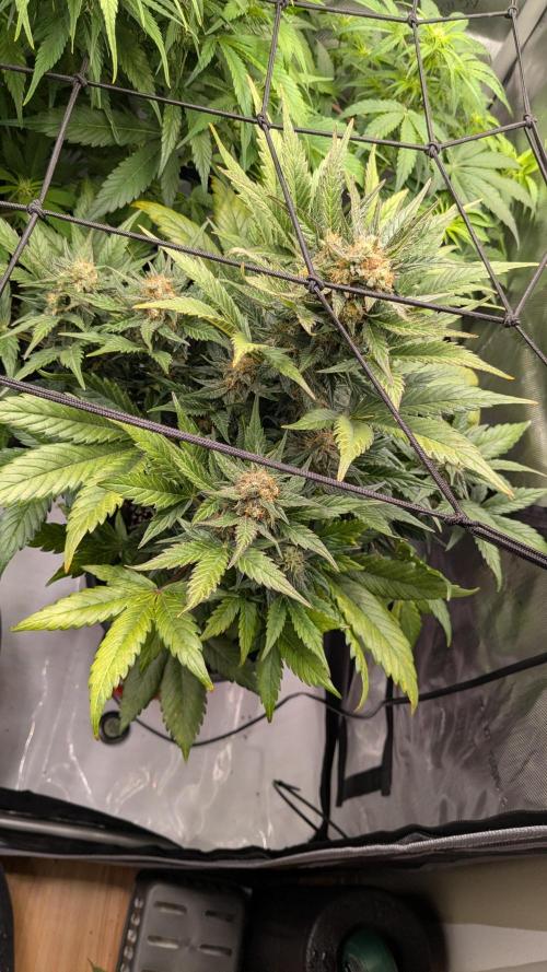 Jack Herer (Auto-Fastbuds). Week 5
