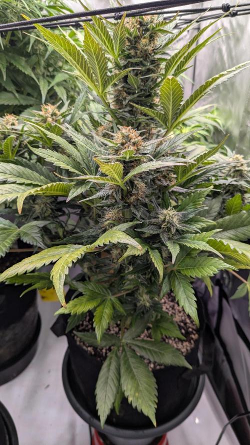 Jack Herer (Auto-Fastbuds). Week 5