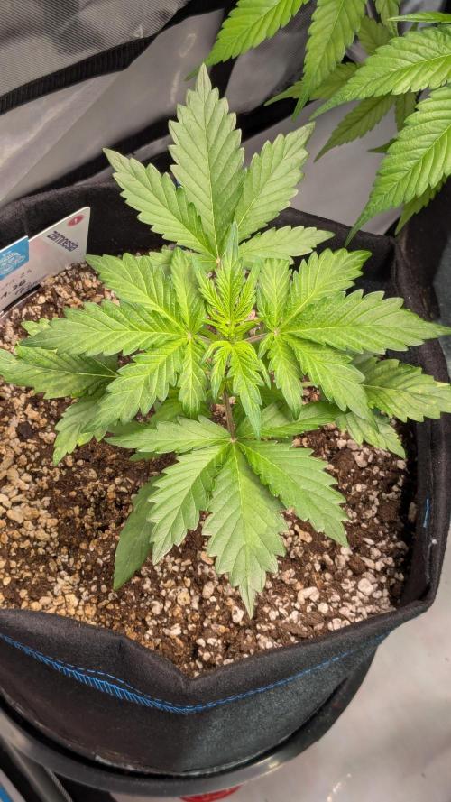 Runtz Auto - Zamnesia. Week 1