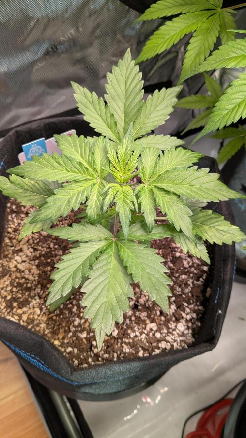 Runtz Auto - Zamnesia. Week 1
