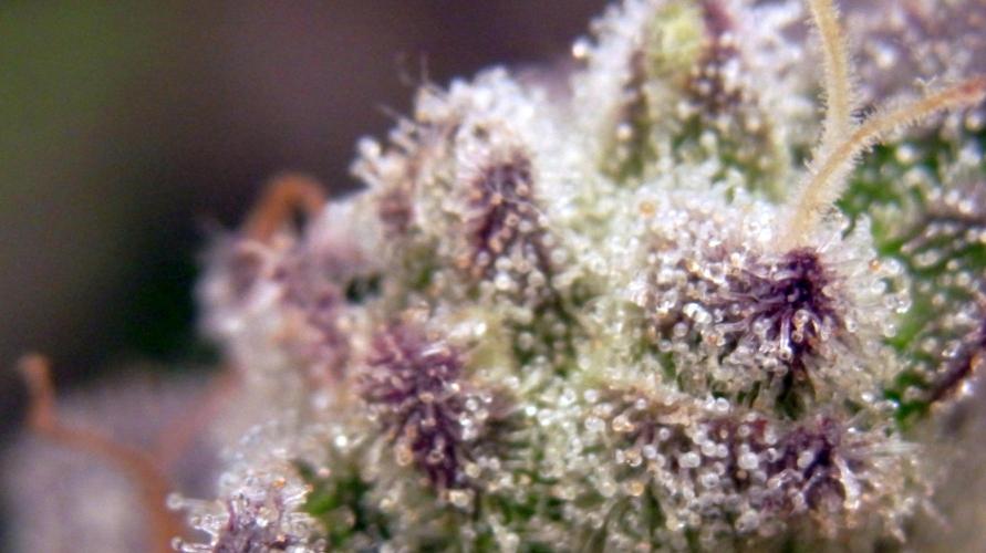Omg Reeper Seeds. Week 11