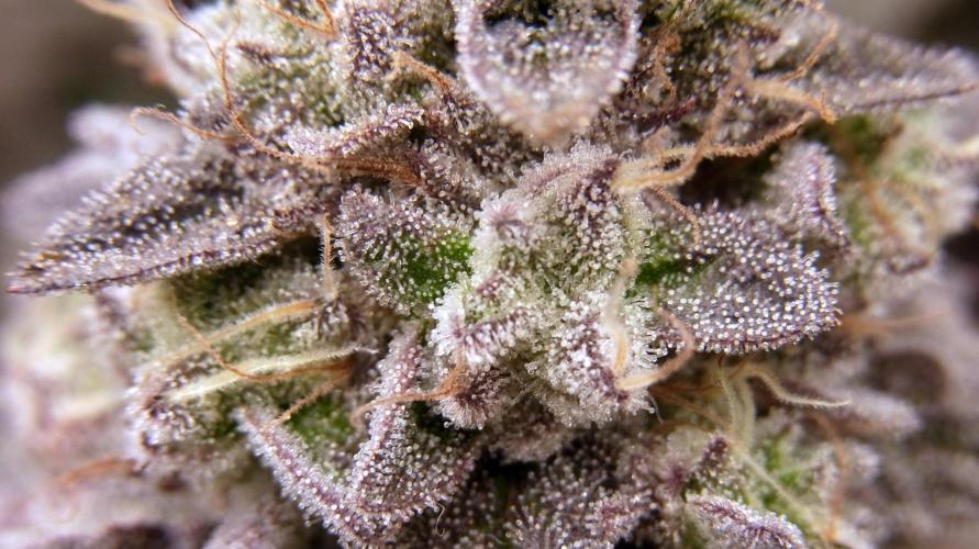 Omg Reeper Seeds. Week 11