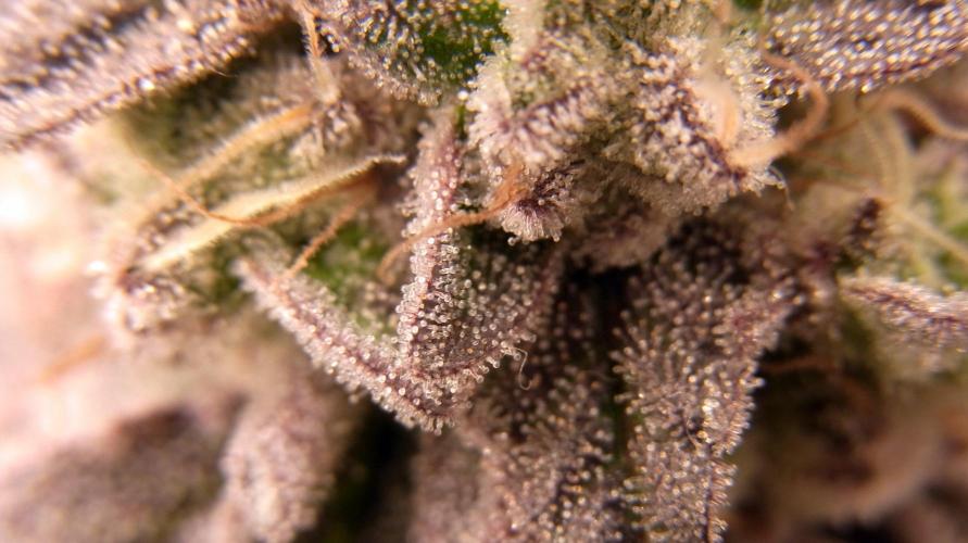 Omg Reeper Seeds. Week 11