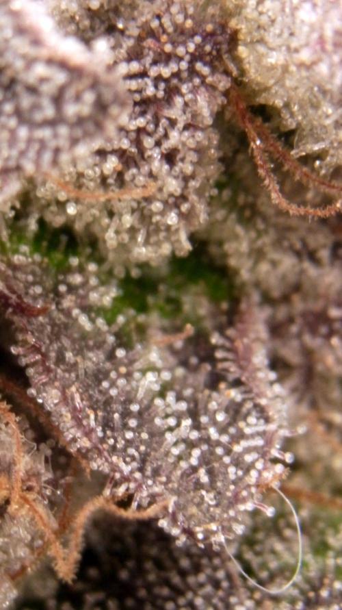 Omg Reeper Seeds. Week 11